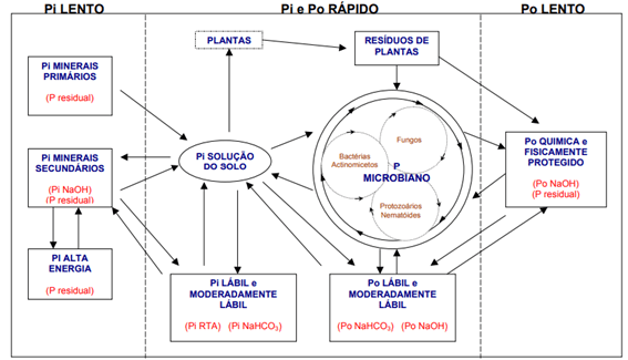Ciclo do Fósforo no solo