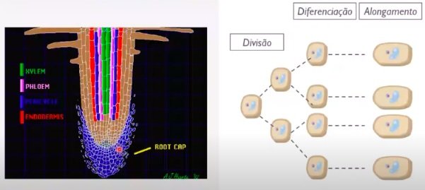 Desenvolvimento radicular