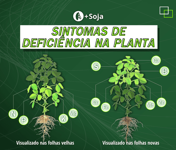 Posicionamento dos sintomas visuais de deficiências nutricionais com base na mobilidade dos nutrientes