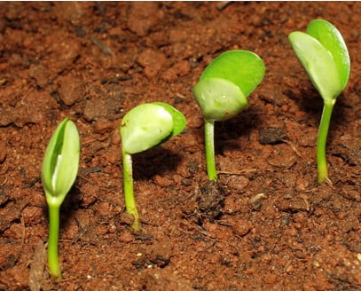 O que acontece na soja? | VE – emergência da soja