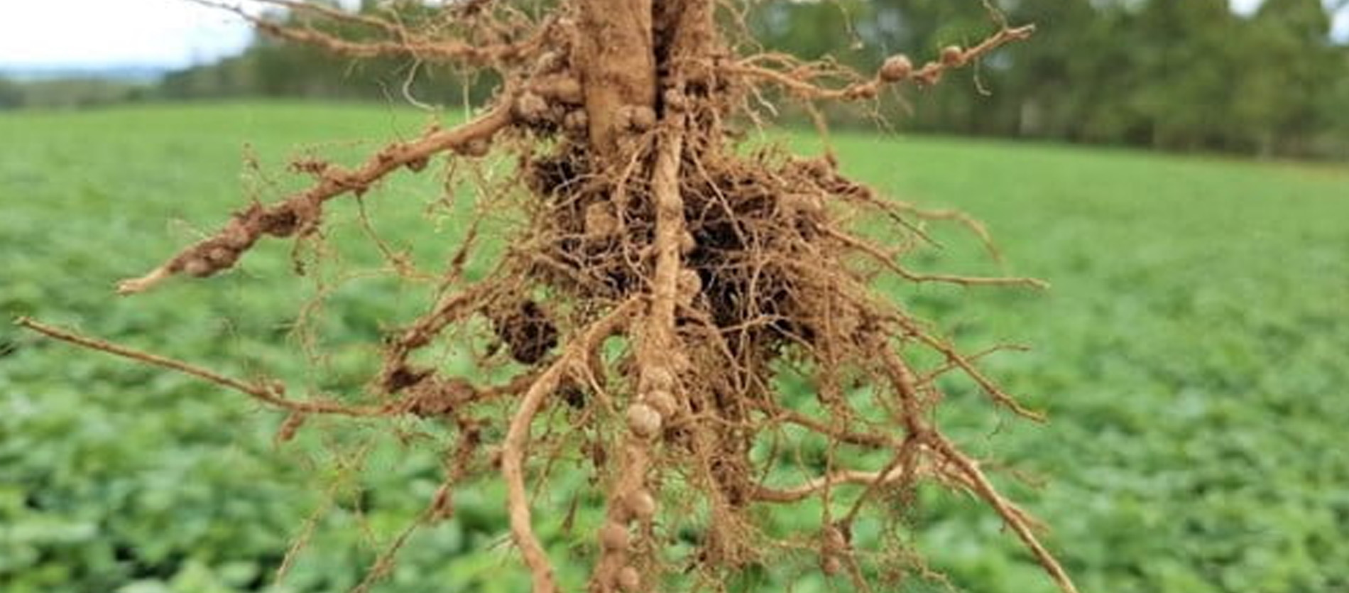 Raiz de soja com nódulos