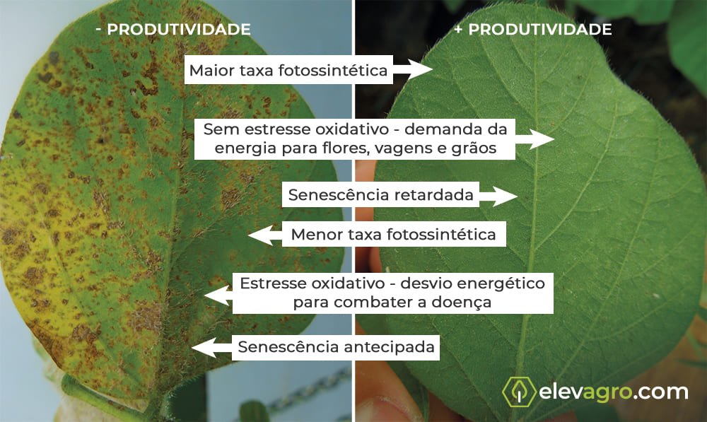 Impacto das principais doenças da soja nos componentes de produtividade