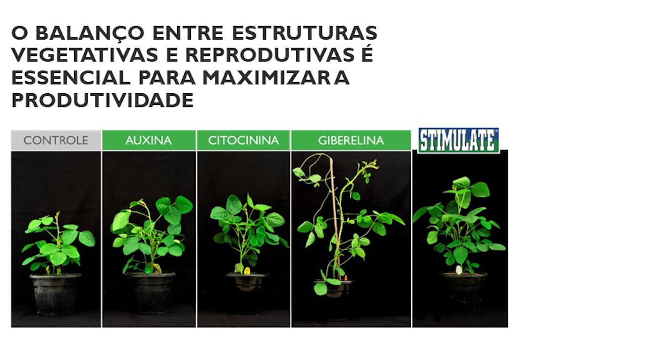 Exemplo de planta com estrutura vegetativa e reprodutiva balanceada