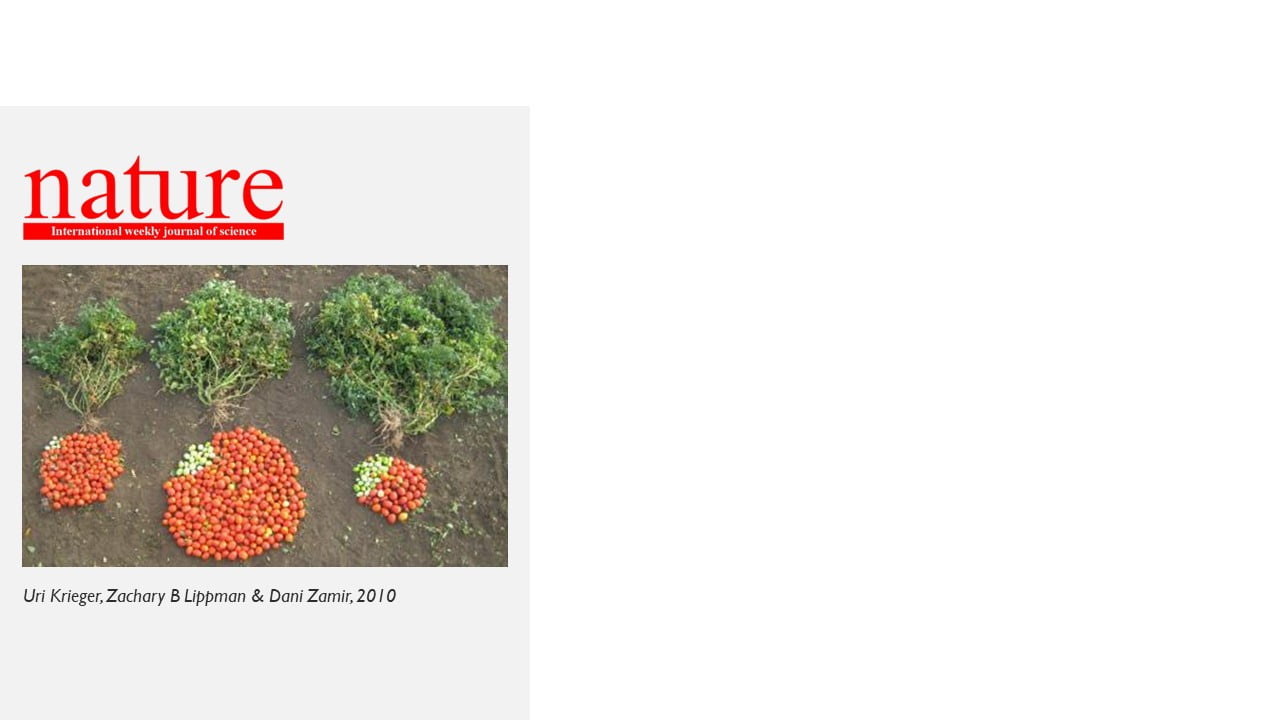 Estruturas vegetativas e reprodutivas do tomateiro