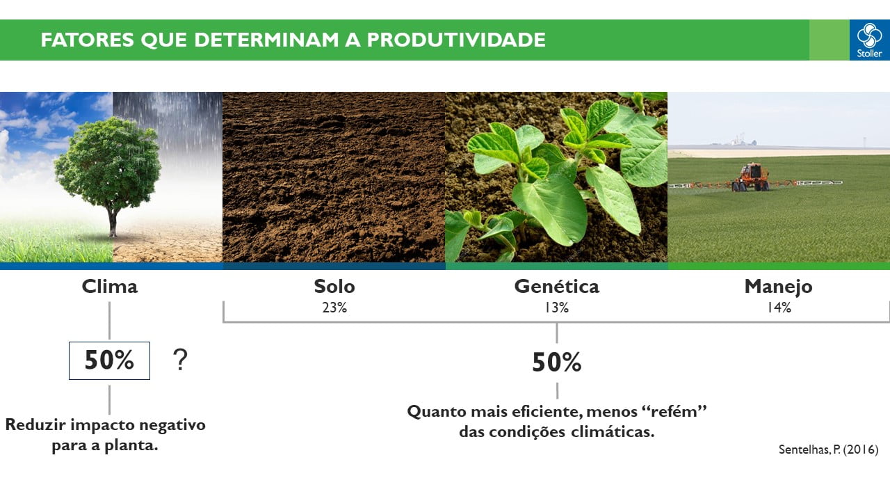 Fatores que impactar a produtividade da planta