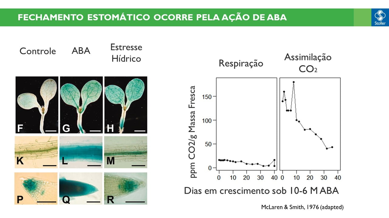 Fechamento estomático ocorre pela ação de ABA