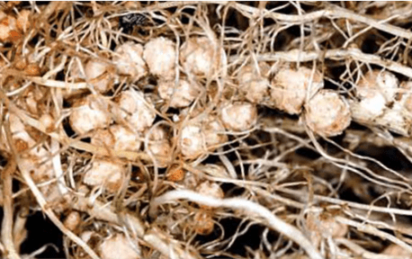 Raiz de soja com nodulação abundante resultante da coinoculação