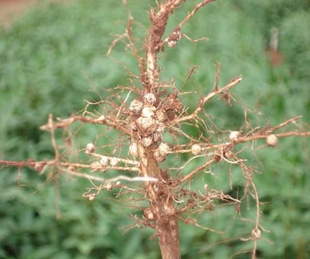 Nódulos de FBN em raízes de soja.