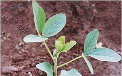 Soja em estádio de desenvolvimento V3