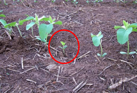 importância da qualidade de sementes