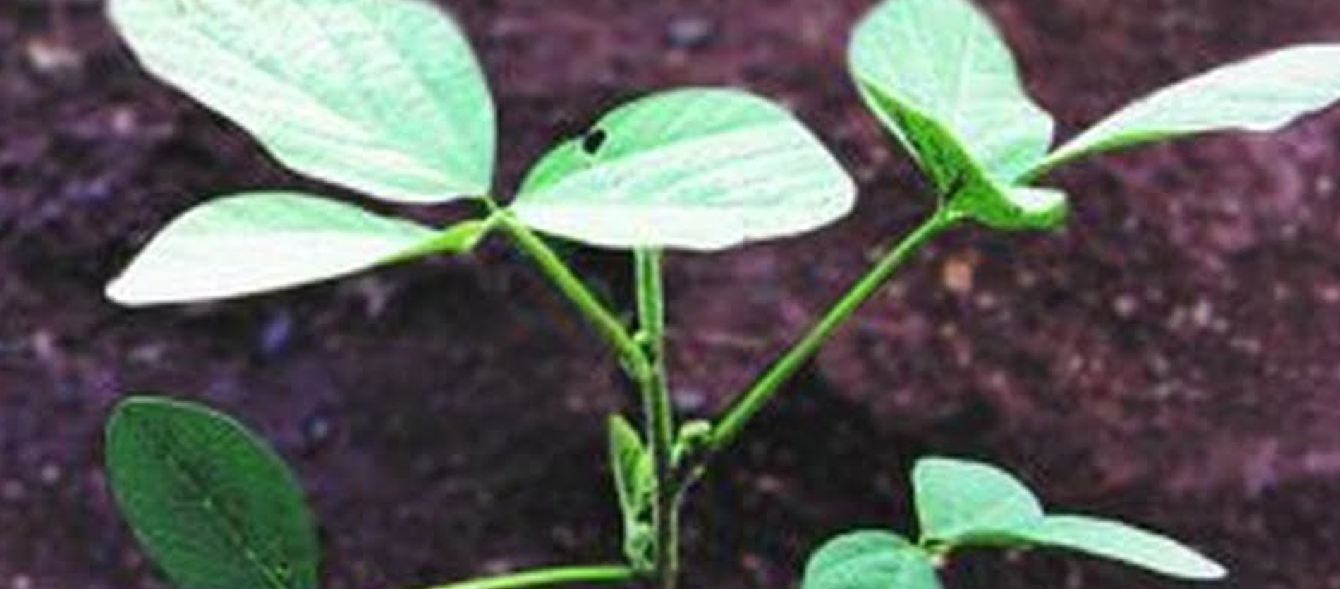 Planta de soja em V5 