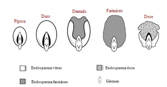 Classificação do milho quanto ao tipo de grão