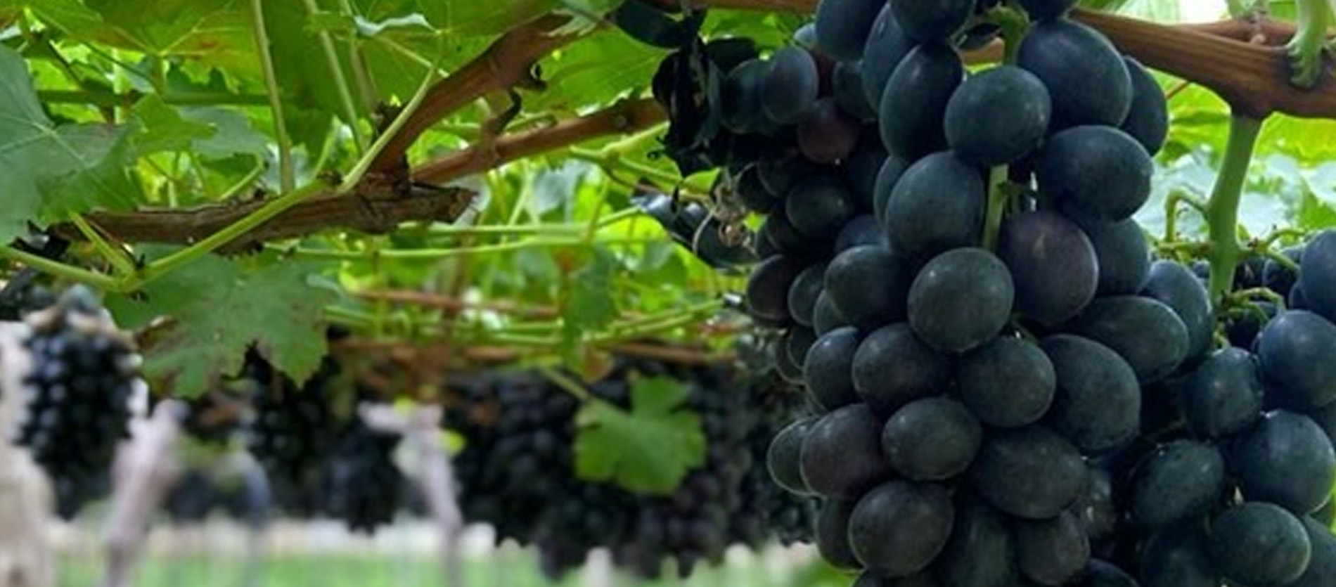 Quais os tipos de uva Conheça os Principais e Como Cultivá-las