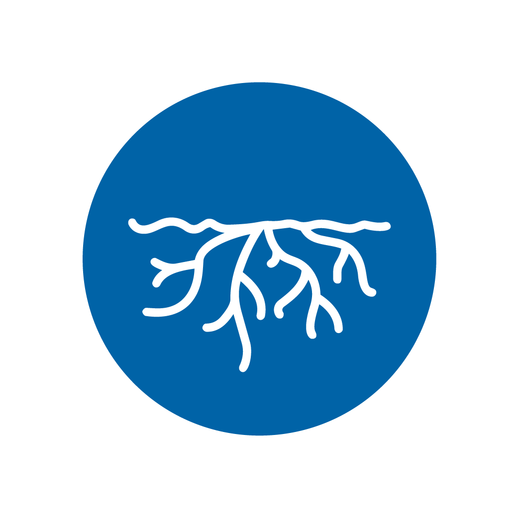 germinação