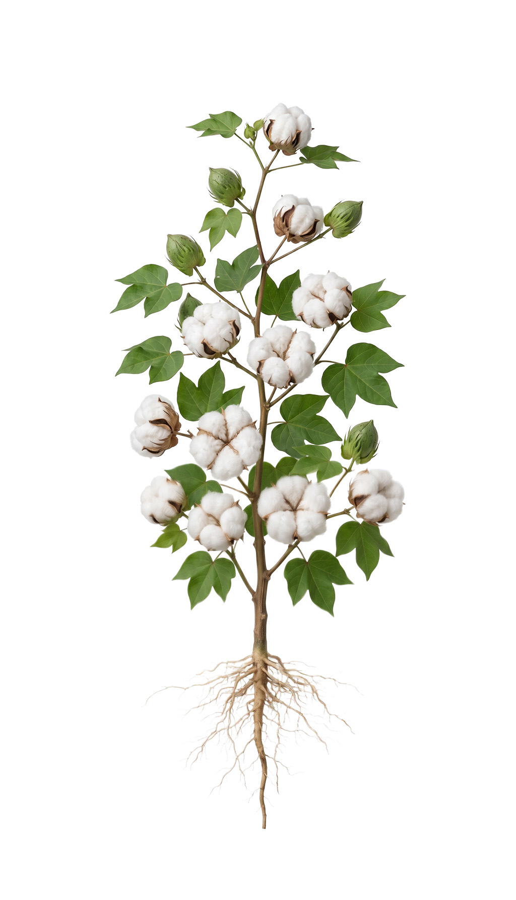 Planta de algodão