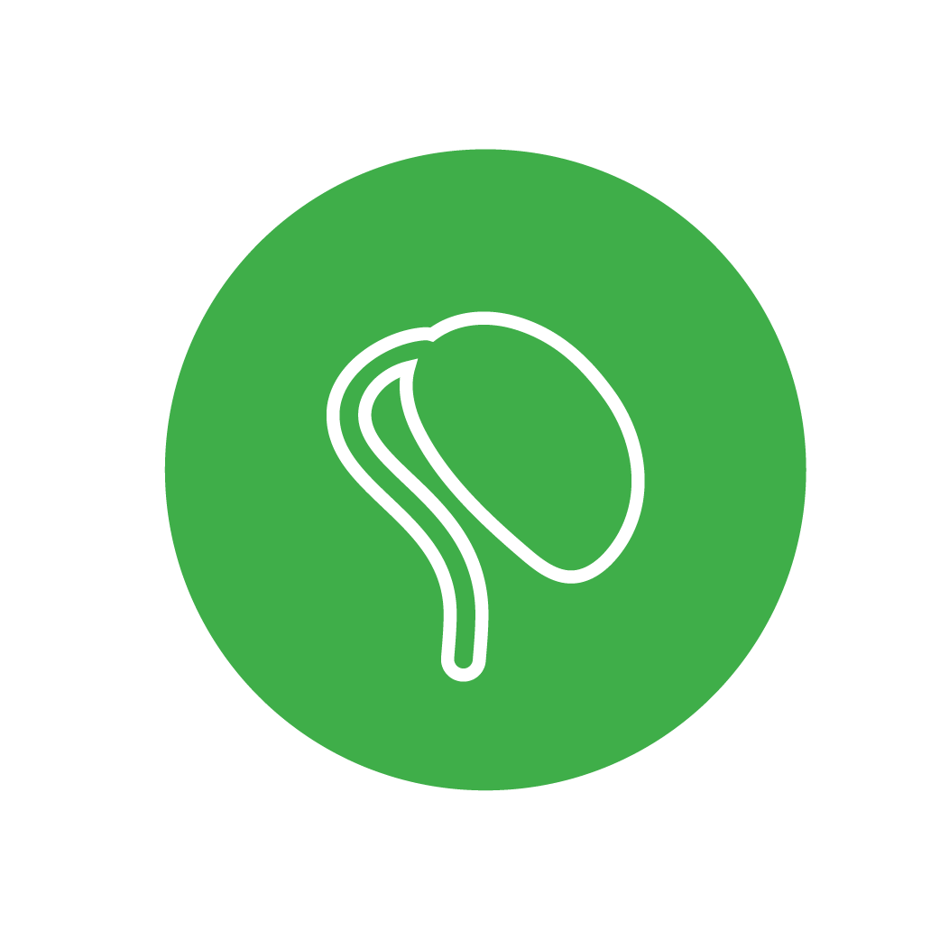 germinação