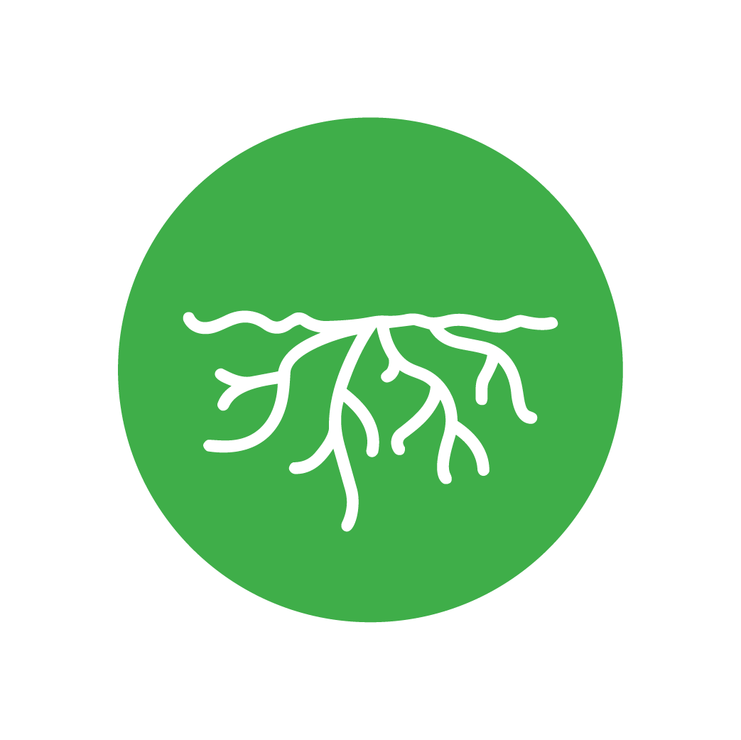 raízes
