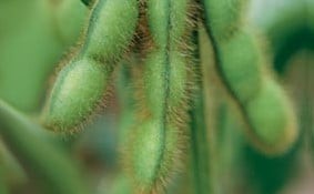 Fenologia da Soja - R6