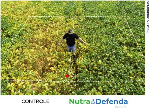 grafico-soja-milho01