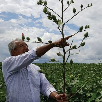 Homem de óculos examina planta de algodão com flor branca em campo sob céu nublado.