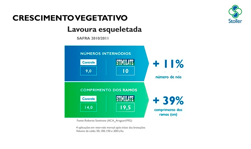 Gráfico comparando crescimento vegetativo (número de internódios e comprimento dos ramos) entre Controle e STIMULATE em lavoura esqueletada.