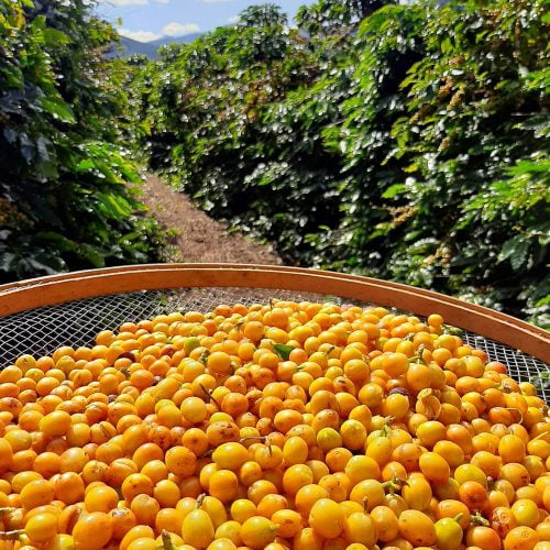 Cesta cheia de pequenos frutos amarelos recém-colhidos em uma plantação verde sob céu azul.