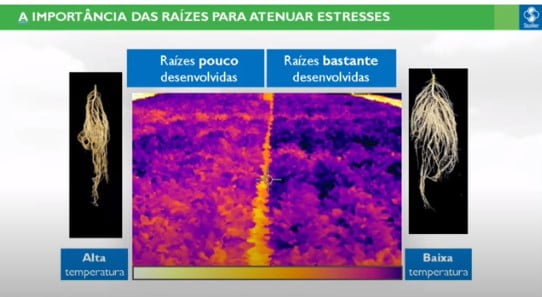 Fisiologia vegetal: a importância das raízes