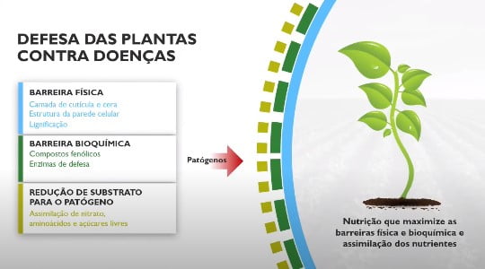 Estresse ambiental: defesa das plantas contra as doenças
