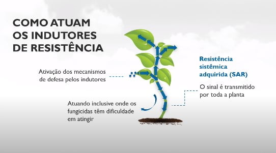 Como atuam os indutores de resistência