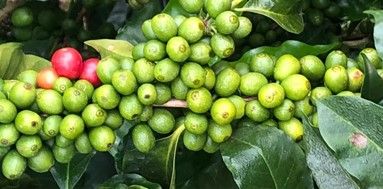 Frutos em estádio de verde cana