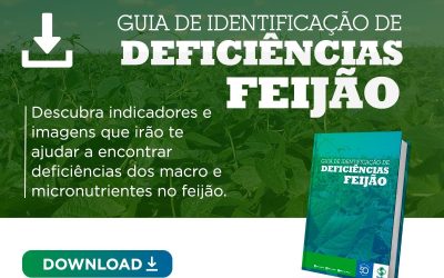 [Guia] Deficiências no Feijão