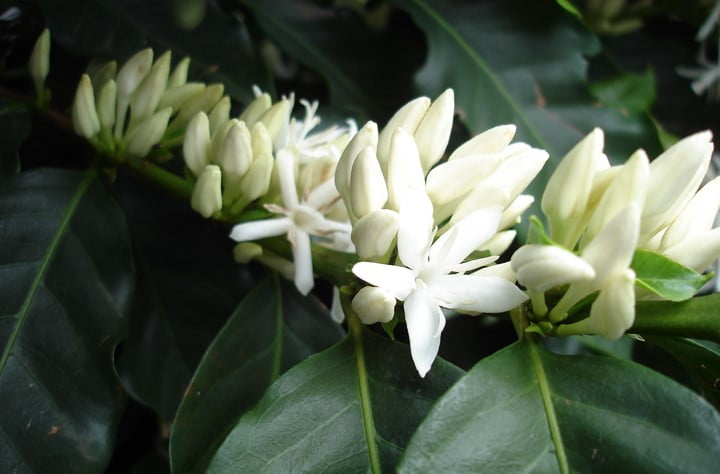 Florescimento do Cafeeiro: entenda este período