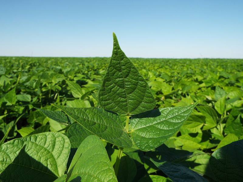 Cultivo de feijão: cuidados na fase de implantação da lavoura