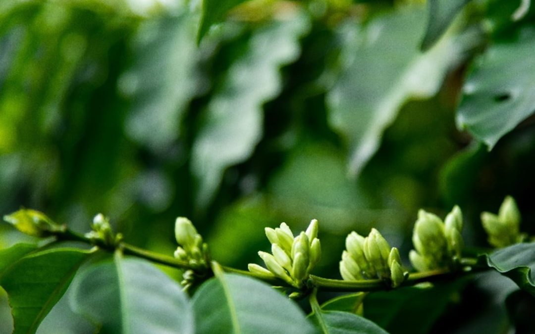 Botões florais em pré florada