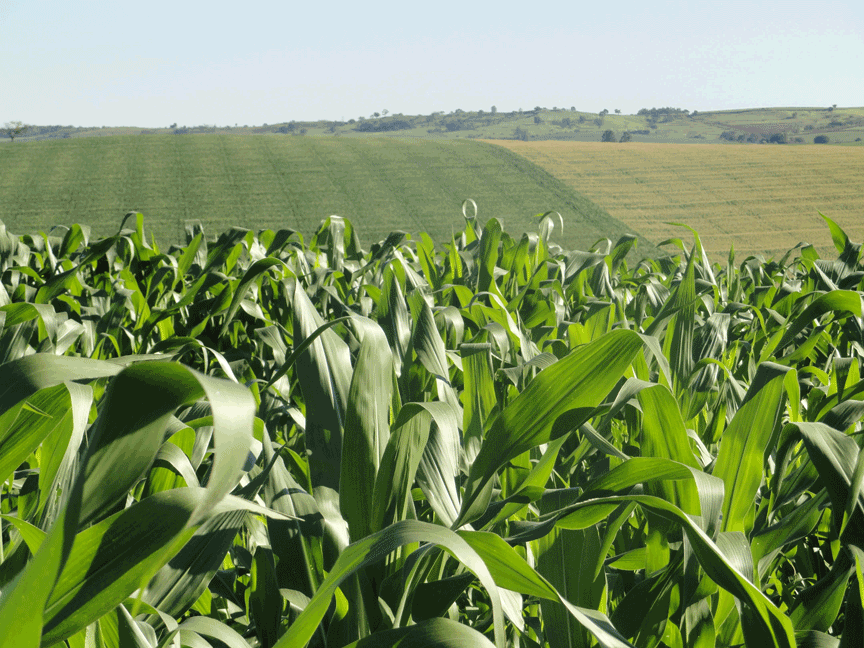 Entenda os estádios fenológicos do milho