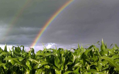 Como a fenologia do milho pode impactar a produtividade?