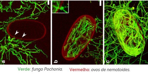 Processo de infecção e colonização do fungo Pochonia chlamydosporia em ovos de nematoides.