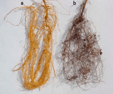 Raízes de soja sem (a) e com (b) o ataque do nematoide das lesões radiculares.