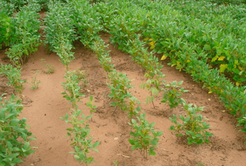 Sintomas da ocorrência nematoides em soja