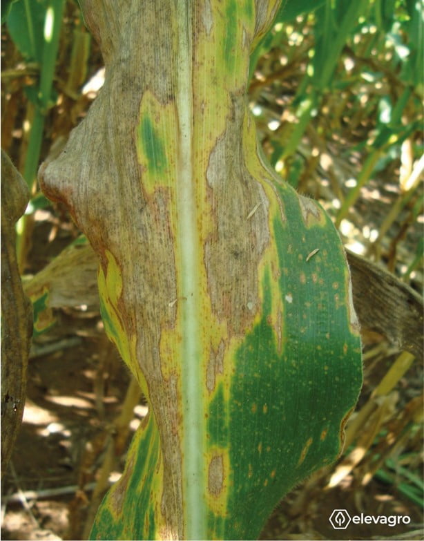 Sintomas de helmintosporiose (Exserohilum turcicum) em milho