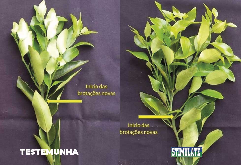 Foto-Comparativa-2-1