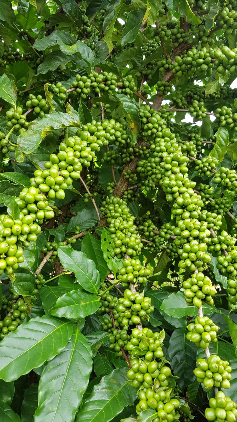 Plantas de café conilon aos 31 meses após transplantio. - Portal