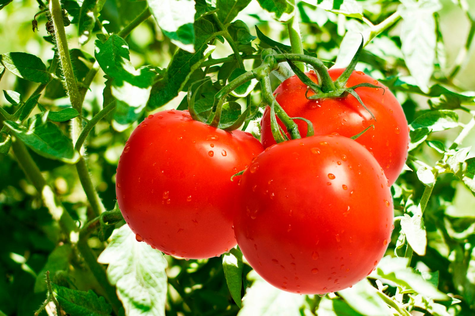 Cultura do tomate com Soluções Stoller - Colheira saudavél