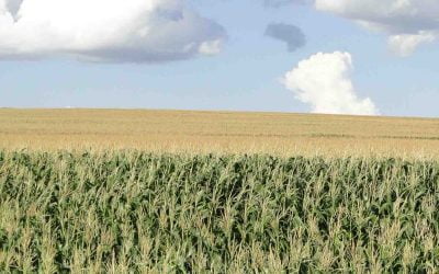 Ciclo do milho: entenda como realizar esse cálculo em dias