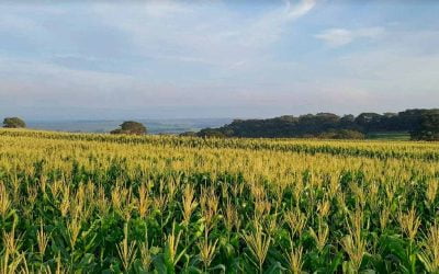 Como calcular a produtividade do milho por hectare?