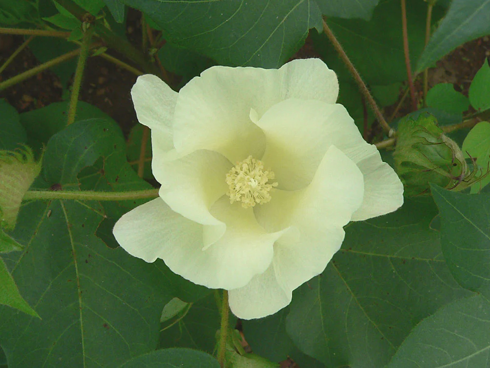 Tipos de algodão: Flor de G. hirsutum