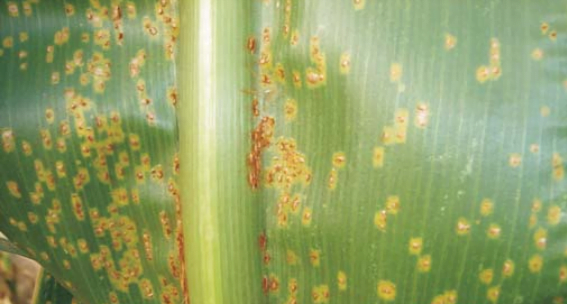 Ferrugem no milho: você sabe identificar os sintomas?