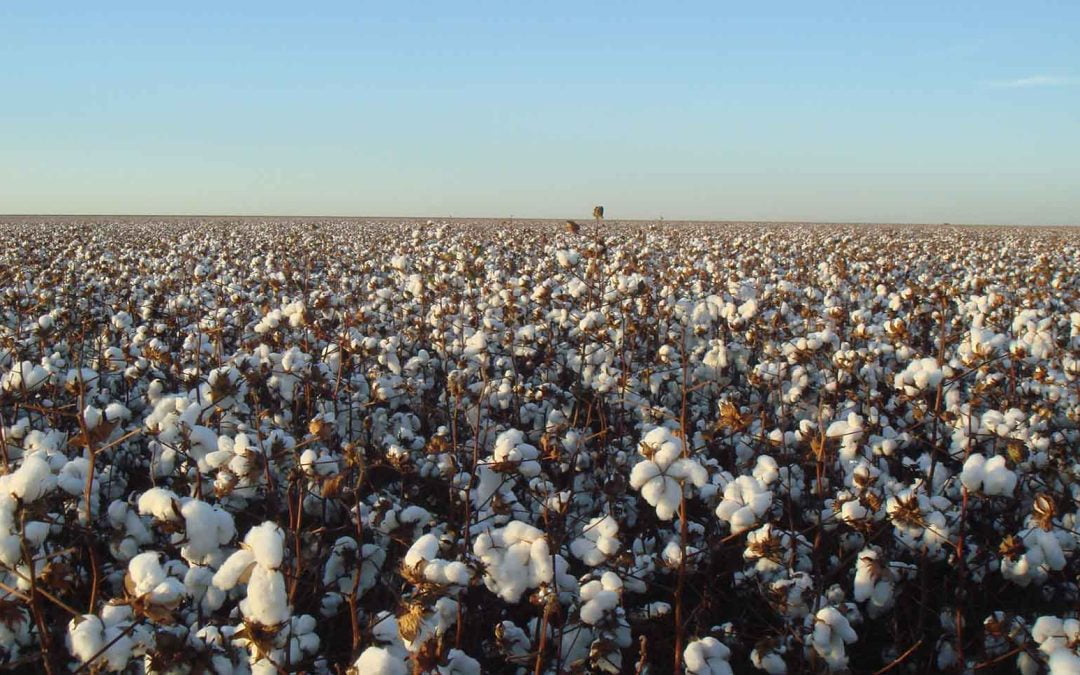 Cultivo de algodão: do plantio à colheita