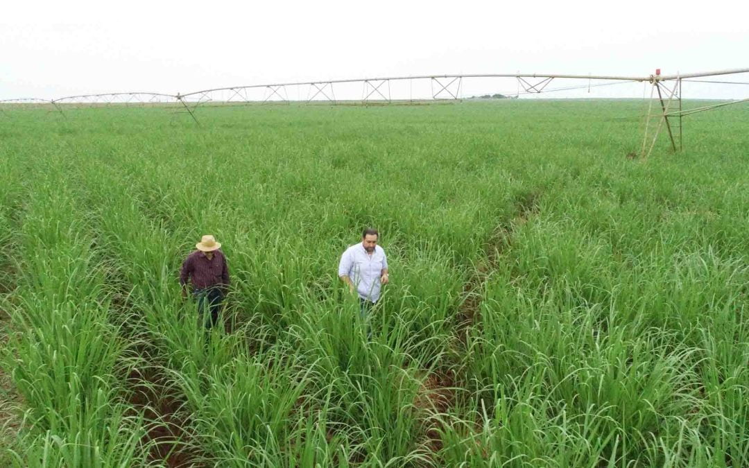 Impacto dos maturadores na cana