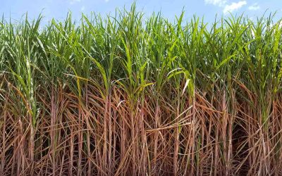 Deficiências nutricionais na cana-de-açúcar reduzem TCH e ATR dos canaviais